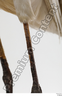 Stork  2 leg 0011.jpg